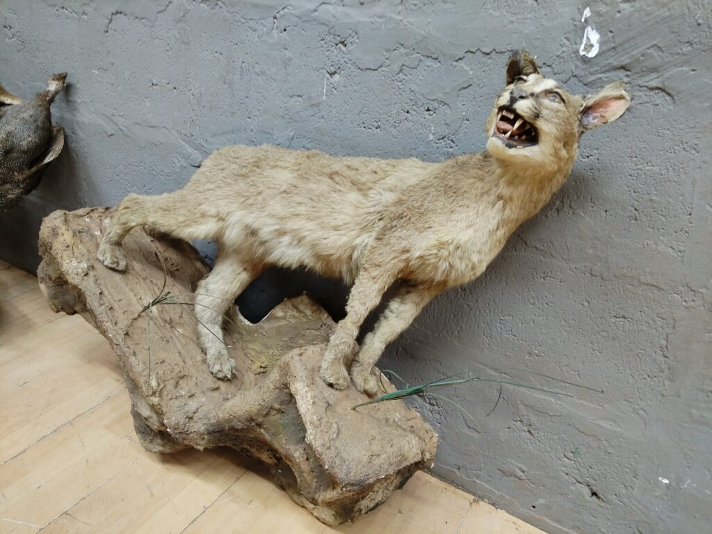 Decorative Animal Mount on Rock Base with Attached Bird (Damaged)