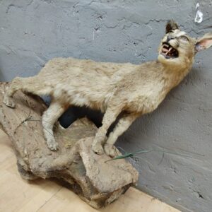 Decorative Animal Mount on Rock Base with Attached Bird (Damaged)