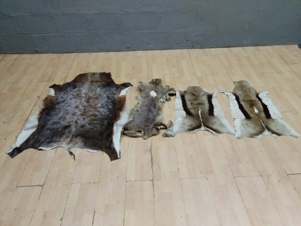 Bulk Lot of 4 Assorted Animal Hides/Pelts – Mixed Condition, Various Species
