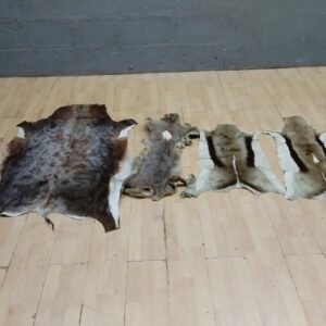 Bulk Lot of 4 Assorted Animal Hides/Pelts – Mixed Condition, Various Species