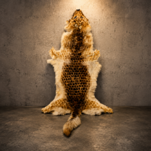 Taxidermy Flat Wild Cat Rug / Fur Hide with Tail Attached — 158 x 72 cm