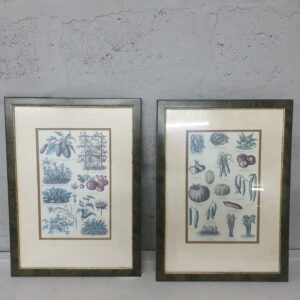 Pair of Framed Botanical Prints — glazed, gilt-trim frames, 45 x 61 cm each