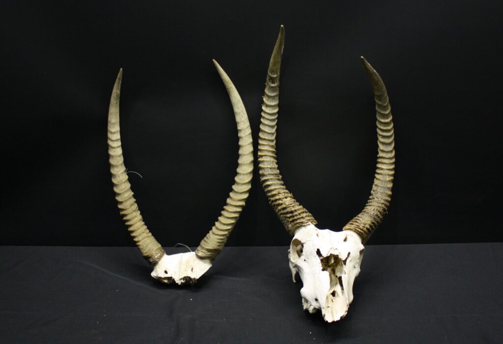 Pair of Bleached Antelope Skulls with Long Spiral Horns – Decorative Display (Damaged, As-Is)