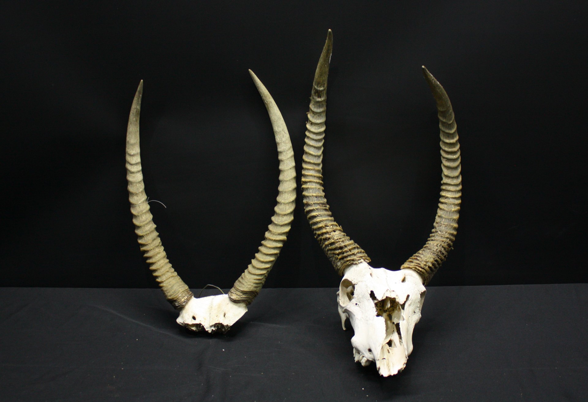 Pair of Bleached Antelope Skulls with Long Spiral Horns – Decorative Display (Damaged, As-Is)
