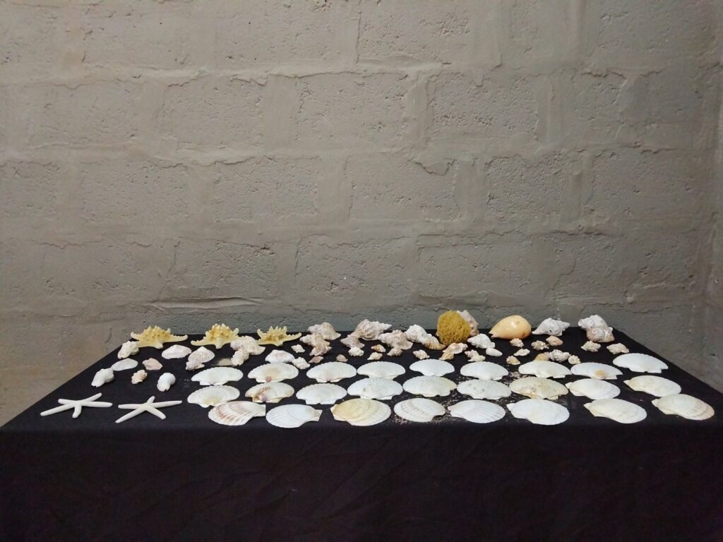 Mixed Seashell Collection — Assorted Scallops, Small Conchs, 2 Starfish & Natural Sponge (est. 90 pcs)