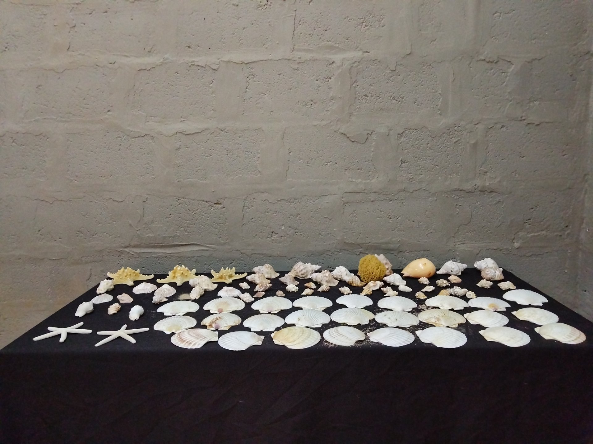 Mixed Seashell Collection — Assorted Scallops, Small Conchs, 2 Starfish & Natural Sponge (est. 90 pcs)